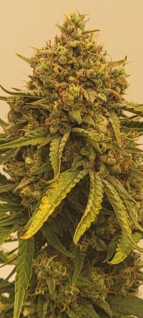 D BIG BOY GENETICS. Week 10