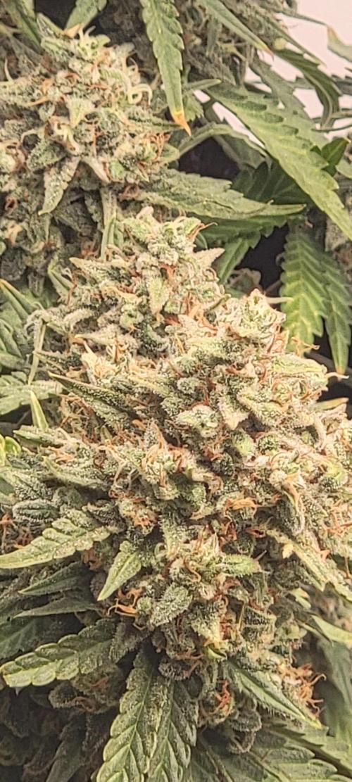 D BIG BOY GENETICS. Week 10