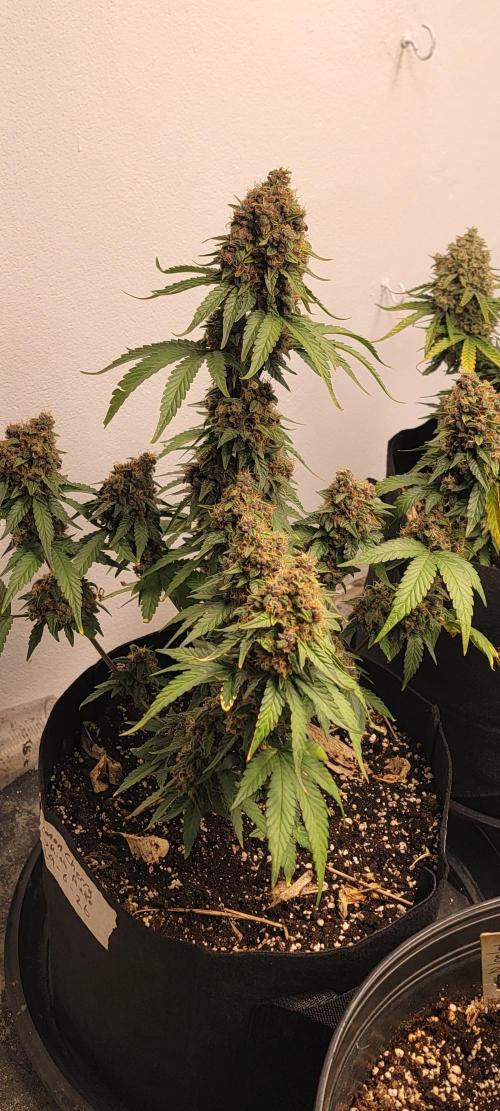 D BIG BOY GENETICS. Week 9