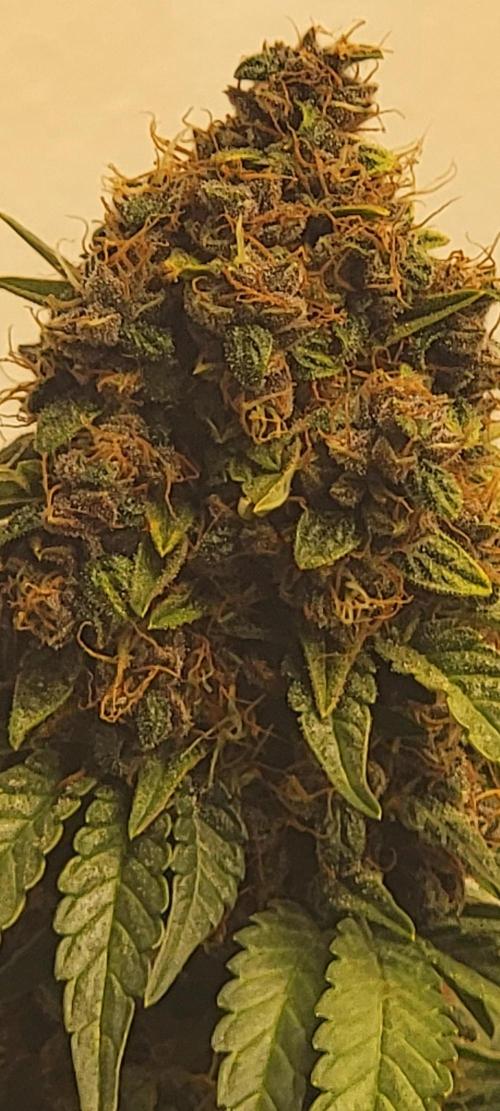 D BIG BOY GENETICS. Week 9