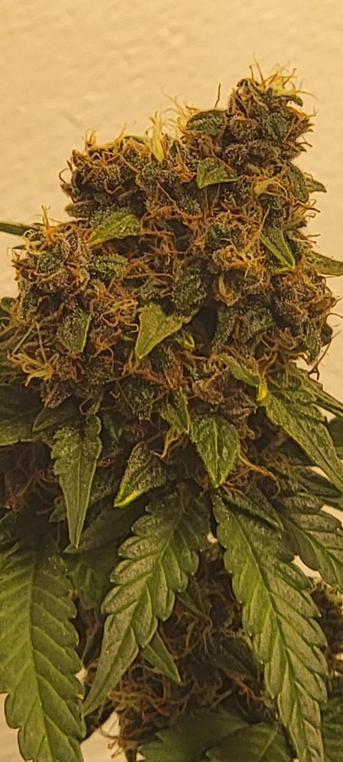 D BIG BOY GENETICS. Week 9