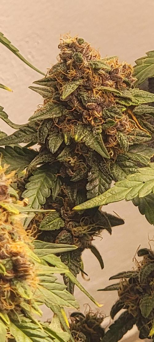 D BIG BOY GENETICS. Week 9