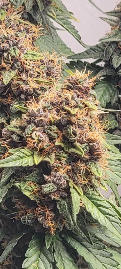 D BIG BOY GENETICS. Week 9