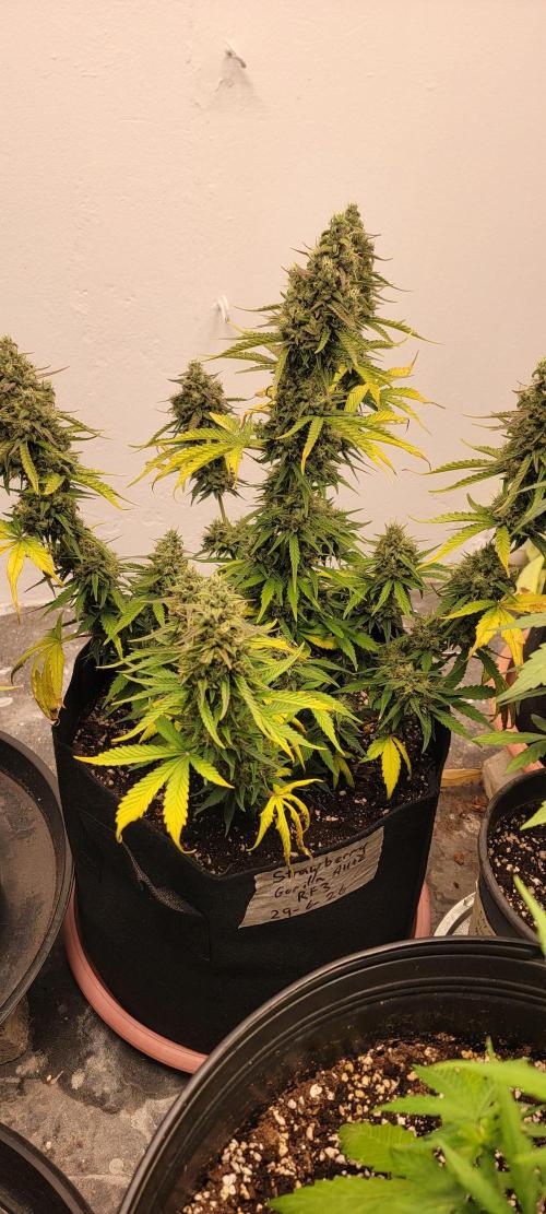 D BIG BOY GENETICS. Week 9