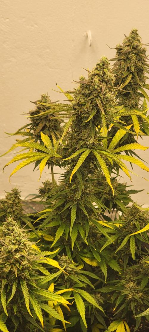 D BIG BOY GENETICS. Week 9