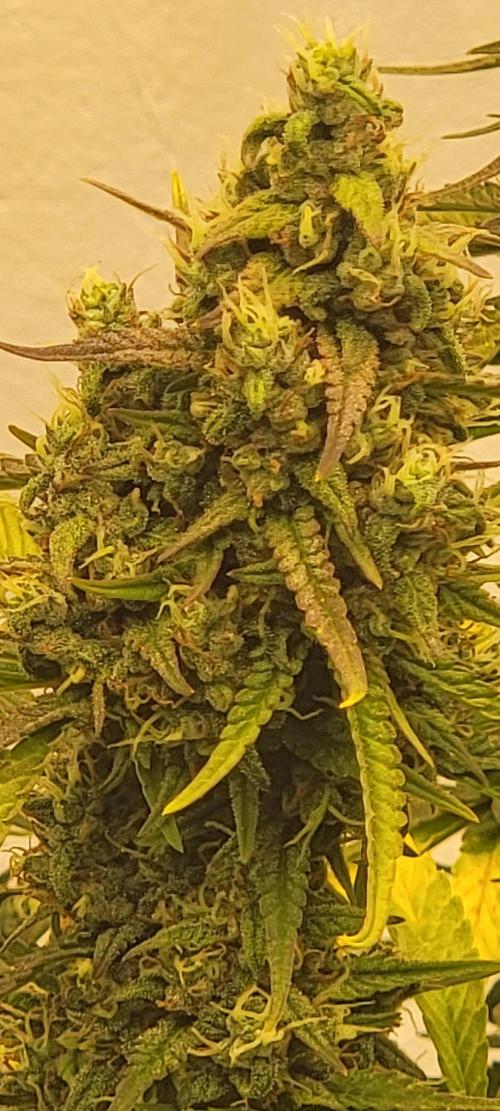 D BIG BOY GENETICS. Week 9