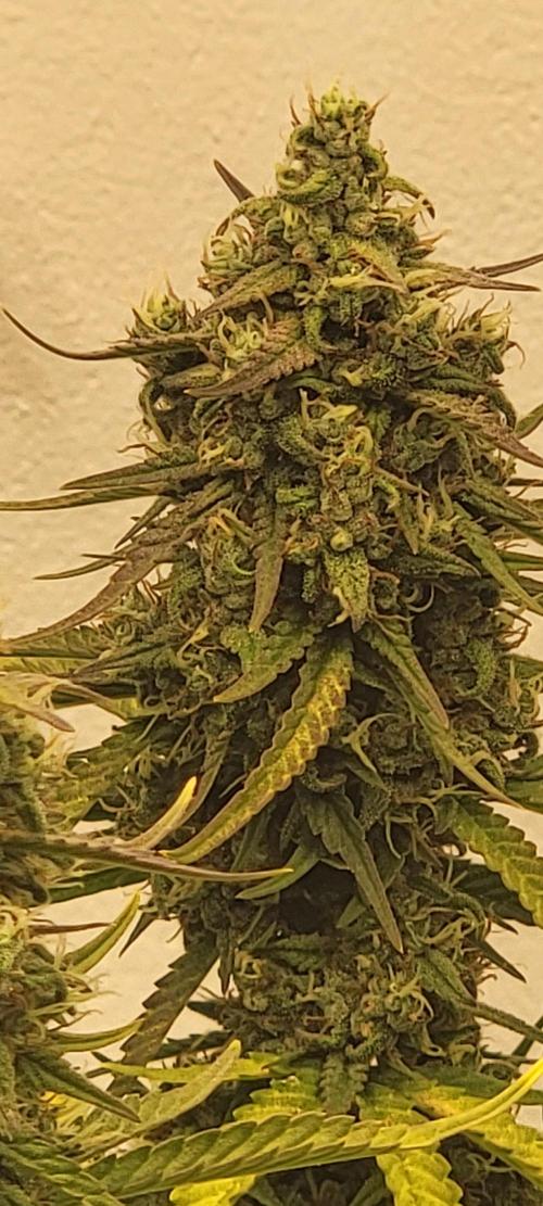D BIG BOY GENETICS. Week 9