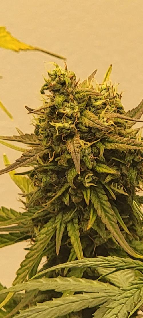 D BIG BOY GENETICS. Week 9