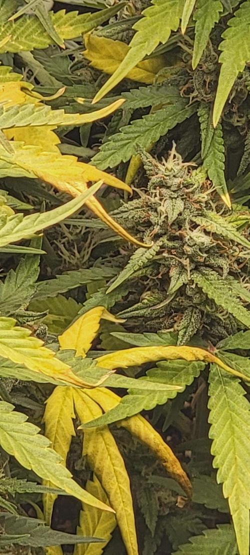 D BIG BOY GENETICS. Week 9