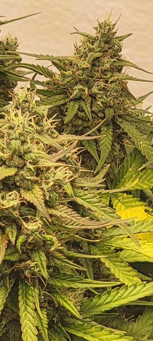 D BIG BOY GENETICS. Week 9