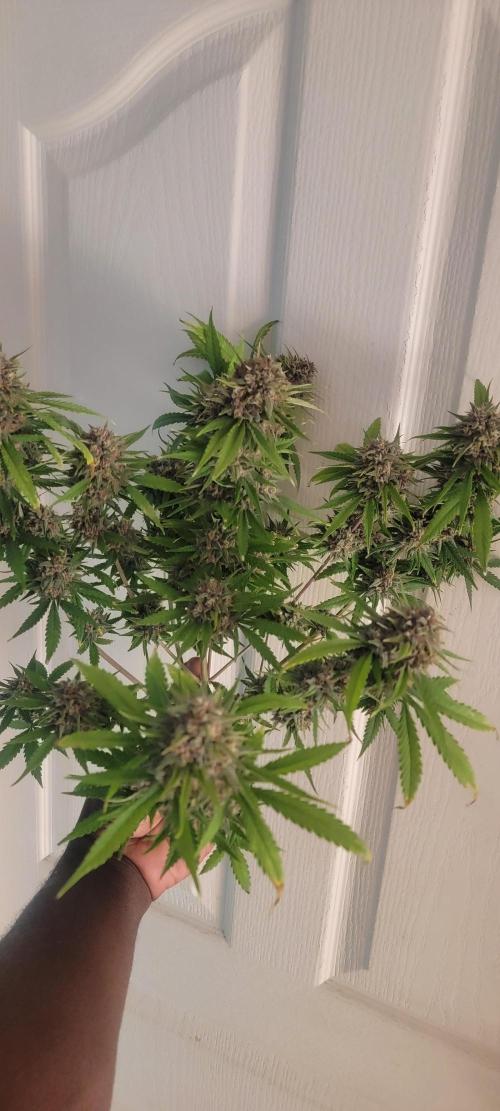 D BIG BOY GENETICS. Week 11