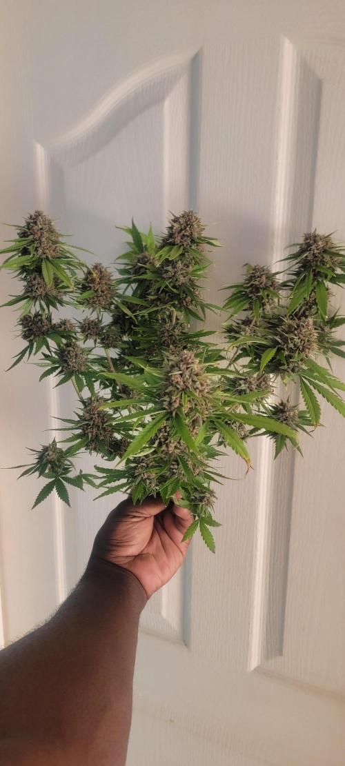 D BIG BOY GENETICS. Week 11