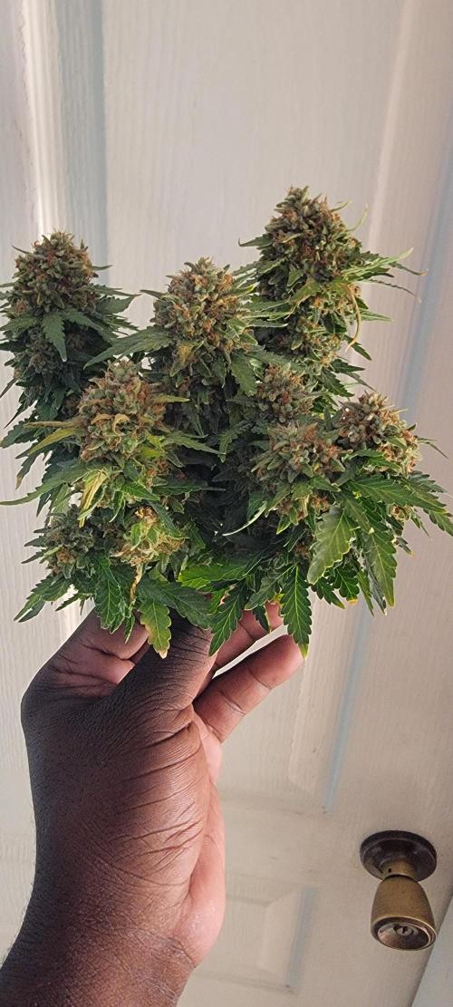 D BIG BOY GENETICS. Week 12