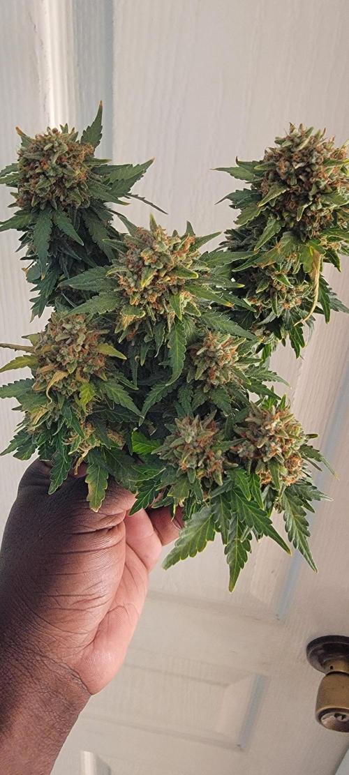D BIG BOY GENETICS. Week 12
