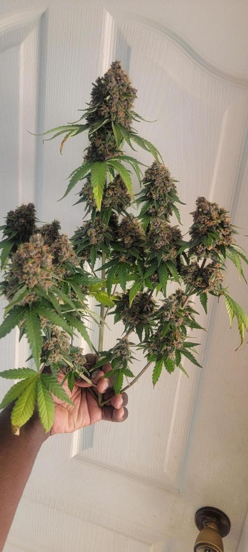 D BIG BOY GENETICS. Week 10