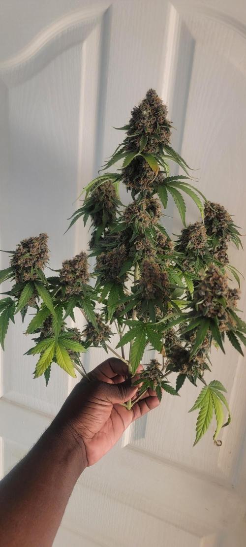 D BIG BOY GENETICS. Week 10