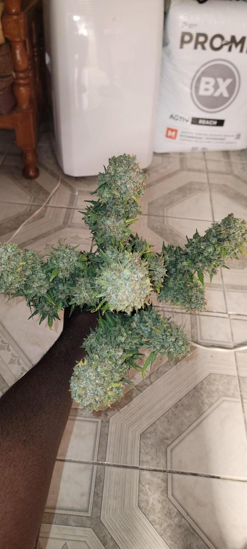 D BIG BOY GENETICS. Week 13