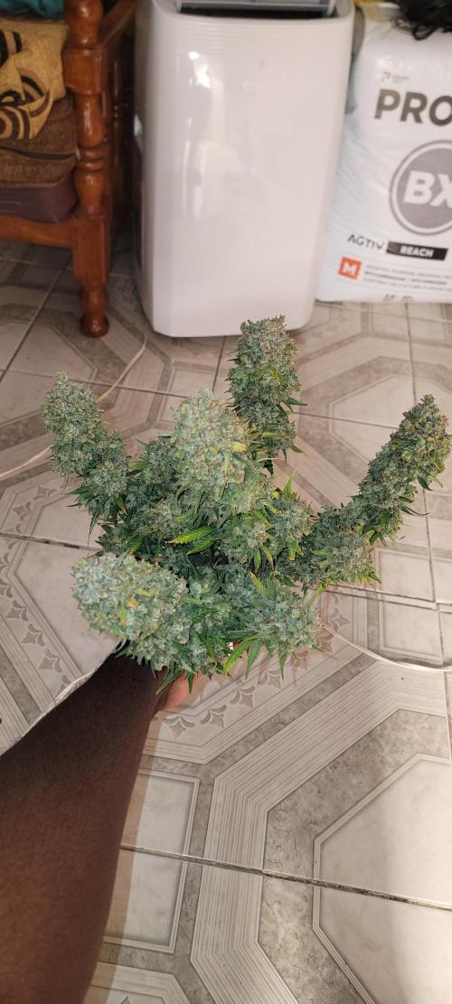 D BIG BOY GENETICS. Week 13