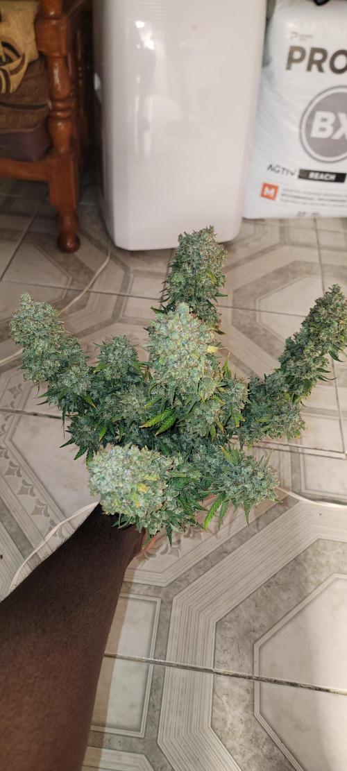 D BIG BOY GENETICS. Week 13