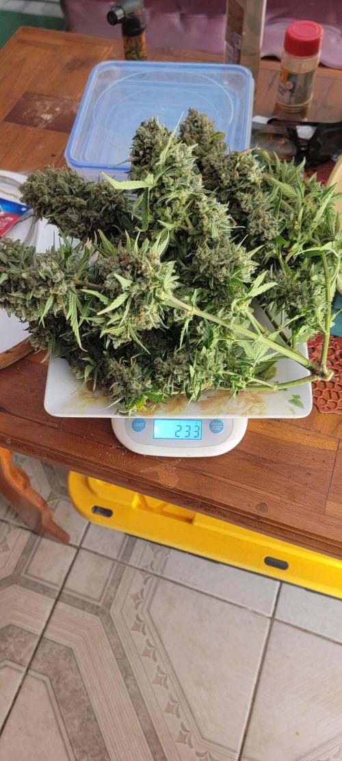 D BIG BOY GENETICS. Week 13