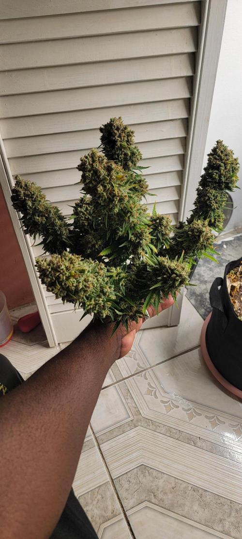 D BIG BOY GENETICS. Week 13