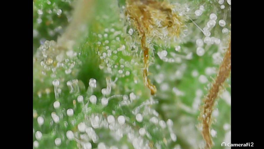 D BIG BOY GENETICS. Week 11
