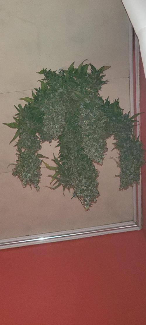 D BIG BOY GENETICS. Week 11