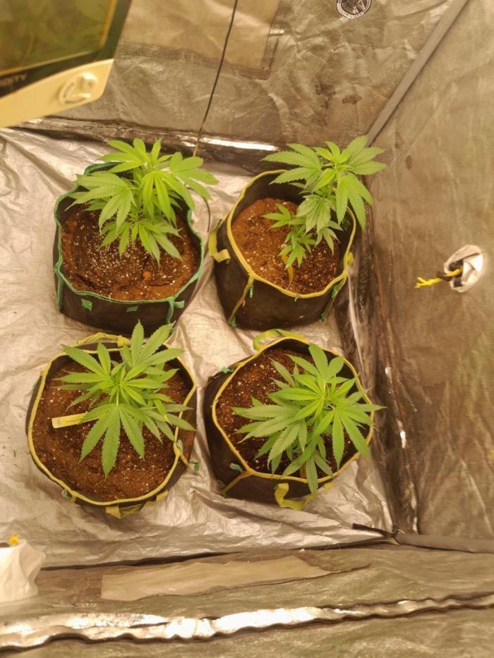 Say Cheese. Week 2