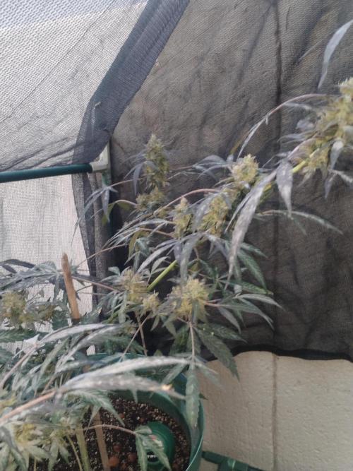 Locals Only. Week 8