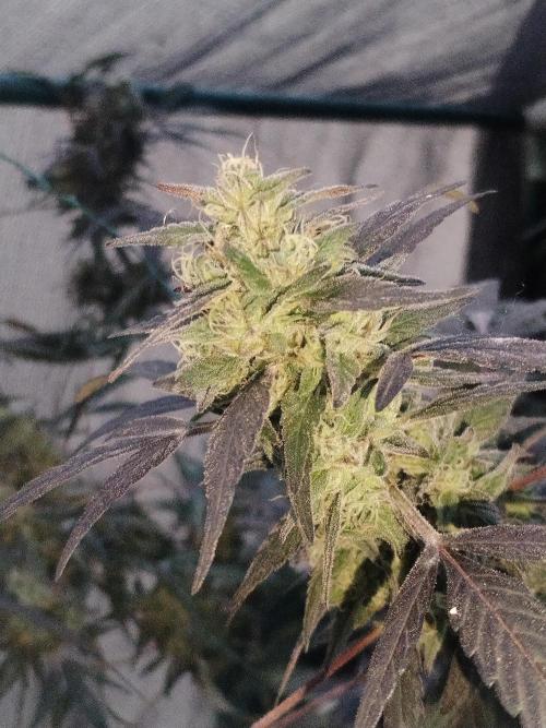 Locals Only. Week 8