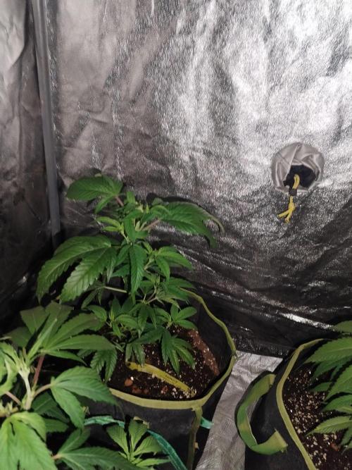 Say Cheese. Week 3