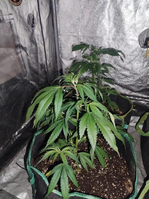 Say Cheese. Week 3