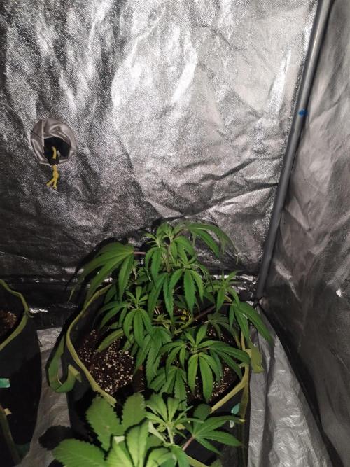 Say Cheese. Week 3