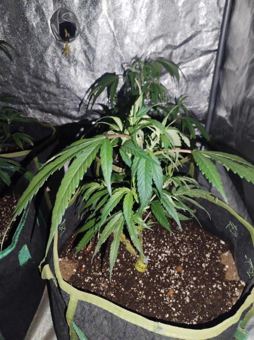 Say Cheese. Week 3