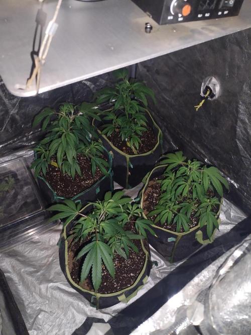 Say Cheese. Week 3