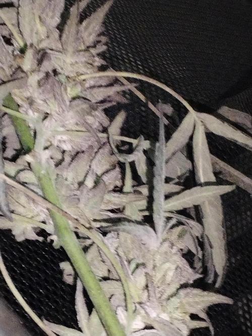Locals Only. Week 12
