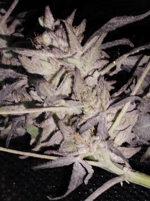 Locals Only. Week 12