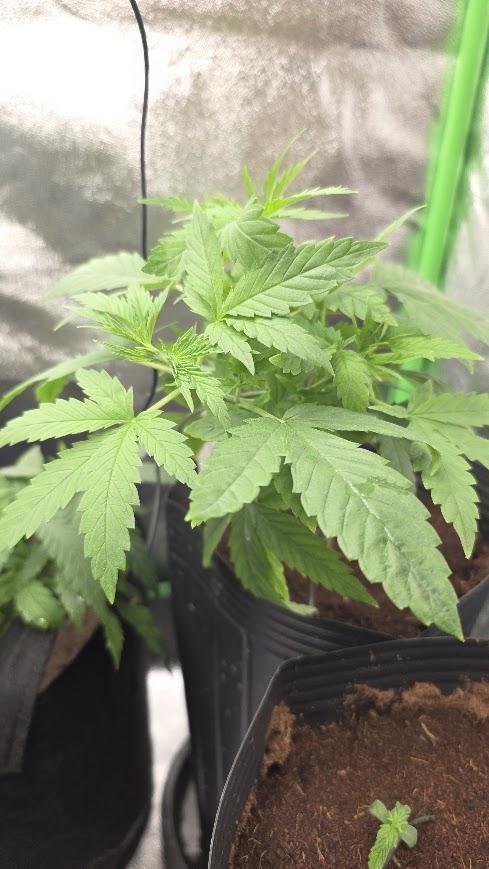 First Set. Week 0 - Lemon og 1

13 de abril