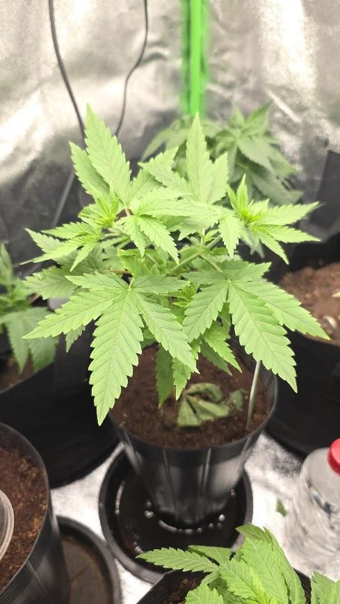 First Set. Week 0 - lemon og 2

13 de abril

perdi 2 seeds dessa