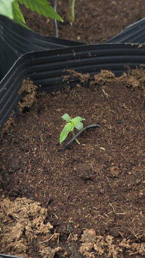First Set. Week 0 - malquerida 1

germinada dia 17 de maio