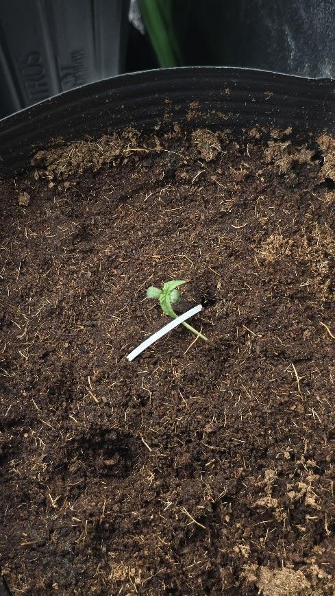 First Set. Week 0 - malquerida 2

germinada dia 18