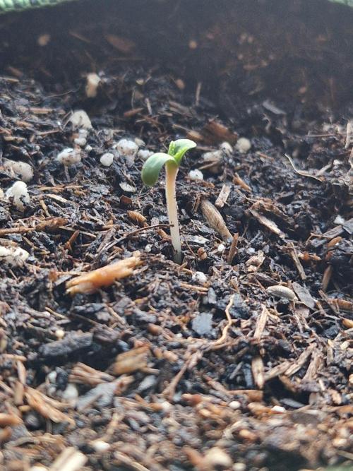 Stanislavs CBD grow. Week 0