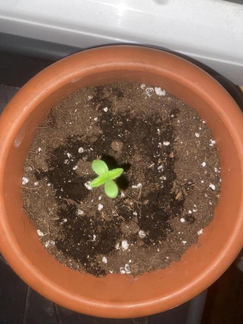 Bonboni. Week 1