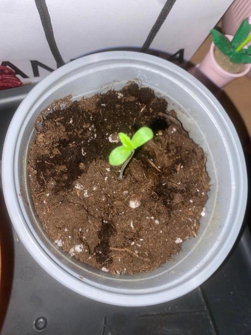 Bonboni. Week 1