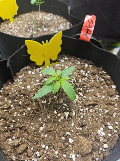Summer 2026 Indoor Autos. Week 1 - Apple Strudel is doing great.