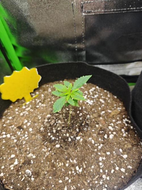 Summer 2026 Indoor Autos. Week 1 - The Strawberry Gorilla came out crippled but it kinda made it.