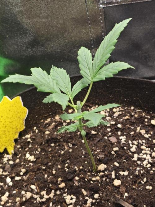 Summer 2026 Indoor Autos. Week 2 - I probably should not have topped the Strawberry Gorilla since it had kind of a rough start.