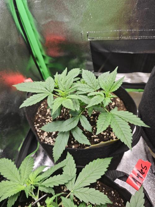 Apple Strudel & Strawberry Gorilla RF3. Week 3 - Strawberry Gorilla RF3