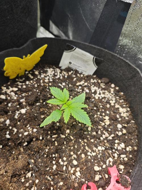 Apple Strudel & Strawberry Gorilla RF3. Week 3 - Banana Purple Punch