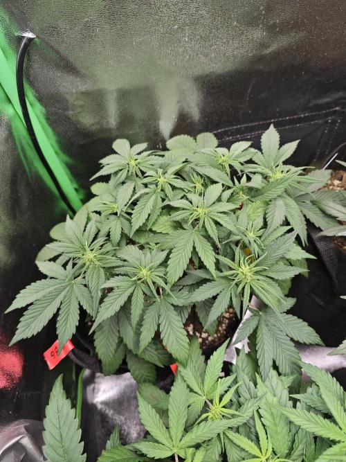 Apple Strudel & Strawberry Gorilla RF3. Week 4 - The Strawberry Gorilla is a bit smaller but I'm sure it'll grow some nice flower.
